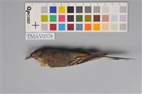 藏品(日本鶺鴒)的圖片